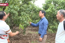 Đảm bảo chất lượng vải thiều xuất khẩu sang thị trường khó tính
