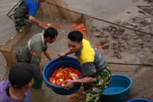 Người dân làng Thủy Trầm thu hoạch cá chép đỏ.