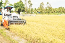 Nông dân tỉnh Sóc Trăng thu hoạch lúa hè thu.