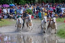 Hai đôi bò tranh tài quyết liệt.