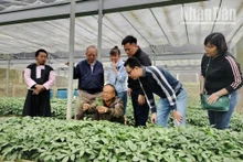 Mô hình ứng dụng công nghệ cao trong trồng sâm Ngọc Linh tại bản Sam Ta, xã Chiềng Chung, huyện Mai Sơn.
