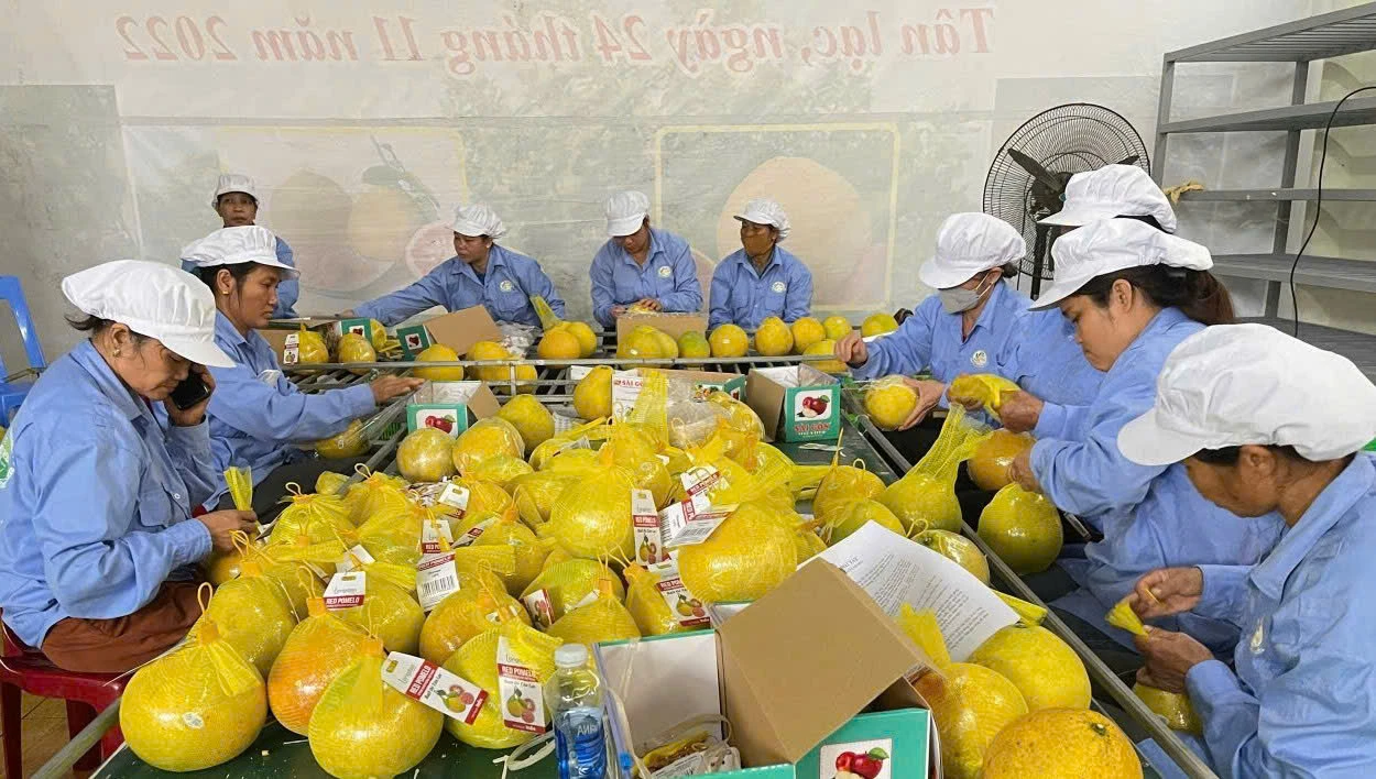 Công nhân đang đóng bưởi vào túi lưới để chuẩn bị xuất khẩu.
