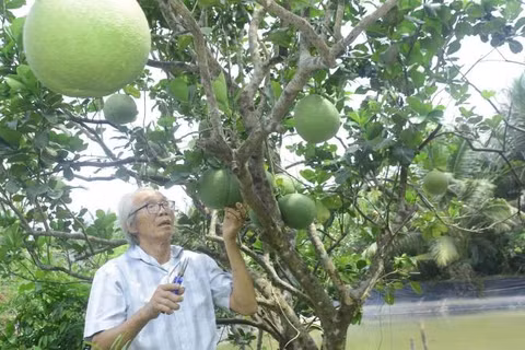 Lão nông Ba Rô xây dựng thương hiệu bưởi da xanh mang tên "BR99".