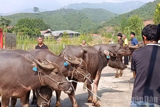 Các hộ dân tộc thiểu số xã Mỏ Vàng được nhận hỗ trợ gia súc. (Ảnh: THANH SƠN)
