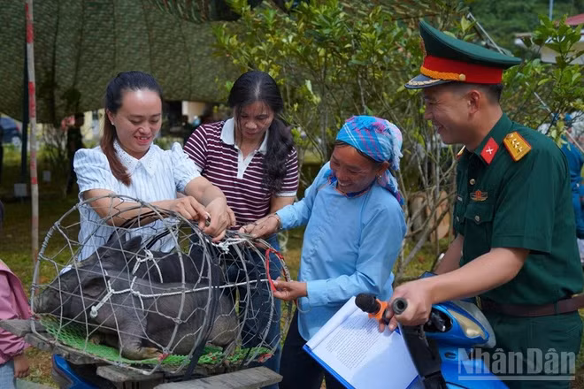 Trao con giống và thức ăn chăn nuôi cho các hộ gia đình tại xã Phong Hải. (Ảnh: THANH SƠN)