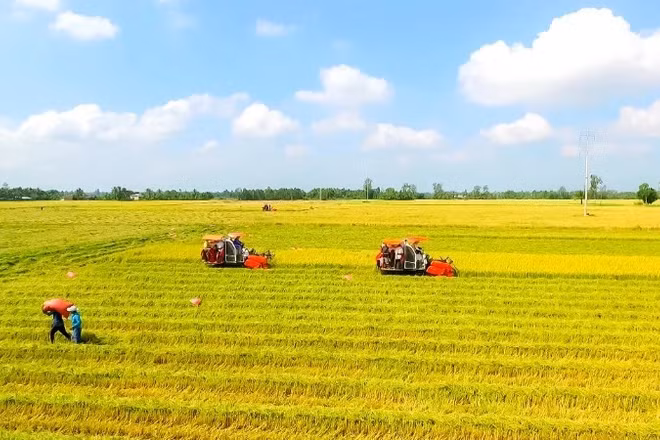 Theo Bộ Nông nghiệp và Môi trường, diện tích gieo cấy lúa năm 2026 ước đạt 7,09 triệu ha, giảm 36,1 nghìn ha so với năm 2025.
