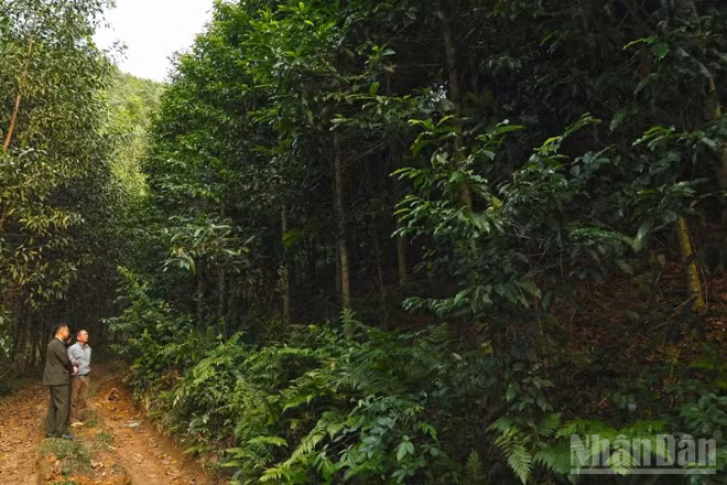 Bộ Nông nghiệp và Môi trường thúc đẩy phát triển 1 triệu ha rừng trồng gỗ lớn đến năm 2030.