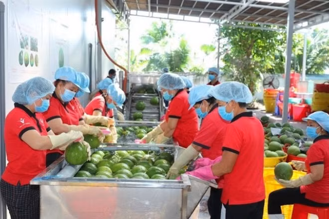 Trái cây Việt Nam có lợi thế đặc sản, khác biệt mùa vụ và có thể mở rộng tiêu thụ không chỉ tại Trung Quốc mà cả thị trường nội địa.