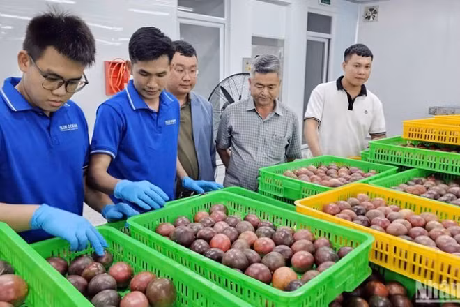 Ngành hàng chanh leo đang đứng trước thời cơ bứt phá, song vẫn còn nhiều “nút thắt” về giống, chất lượng, liên kết sản xuất và yêu cầu thị trường cần được xử lý đồng bộ.