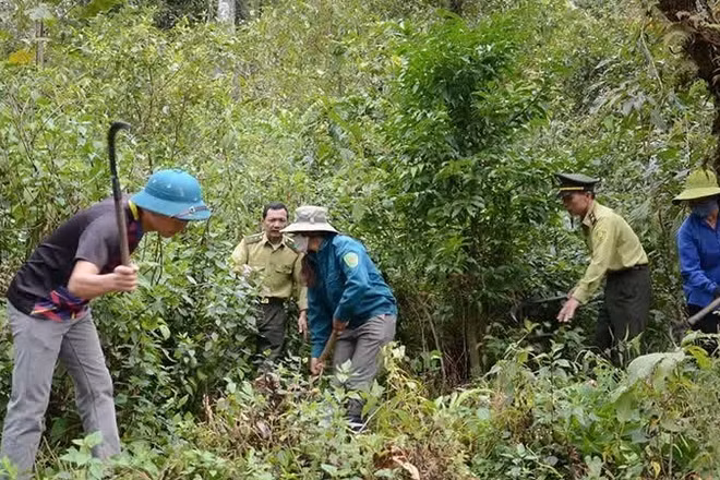 Vương quốc Anh dự kiến áp dụng quy định chống mất rừng với 7 nhóm hàng hóa, trong đó có gỗ, cà-phê, cao-su. (Ảnh: Nhandan.vn)