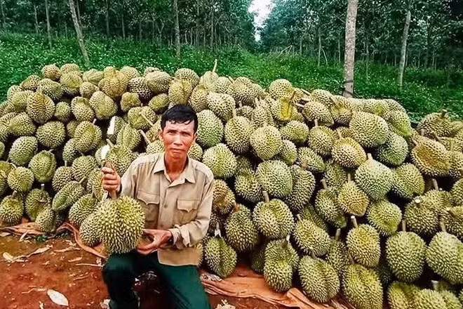 Thu hoạch sầu riêng xuất khẩu.
