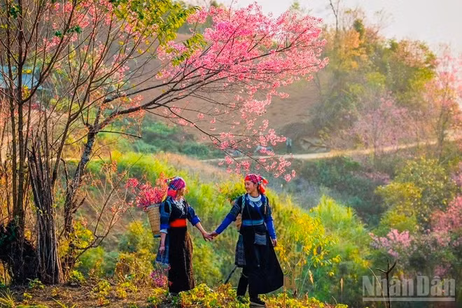 Nét đẹp hoa Tớ dày tại Mù Cang Chải. (Ảnh: THANH SƠN)