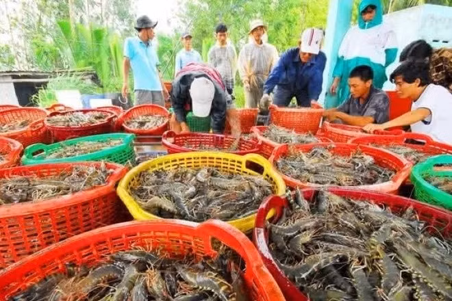 Lũy kế 6 tháng đầu năm 2026, xuất khẩu thủy sản cả nước đạt gần 5,8 tỷ USD.