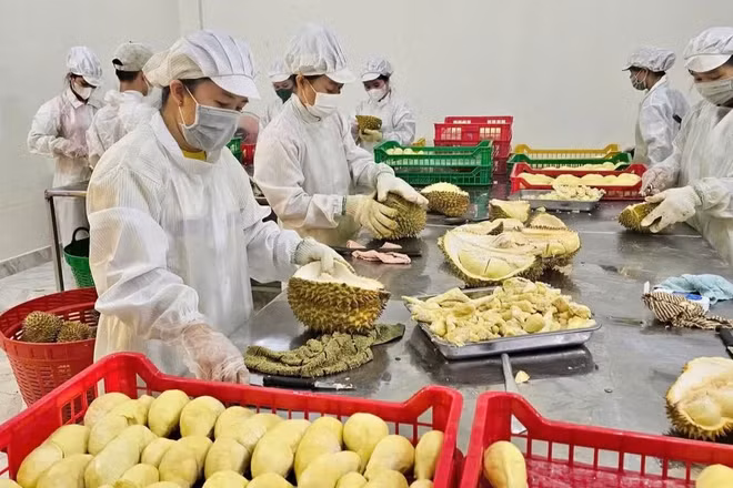 Sầu riêng đã vươn lên trở thành mặt hàng rau quả xuất khẩu chủ lực, với kim ngạch hàng tỷ USD mỗi năm. (Ảnh: Ban Tổ chức cung cấp)