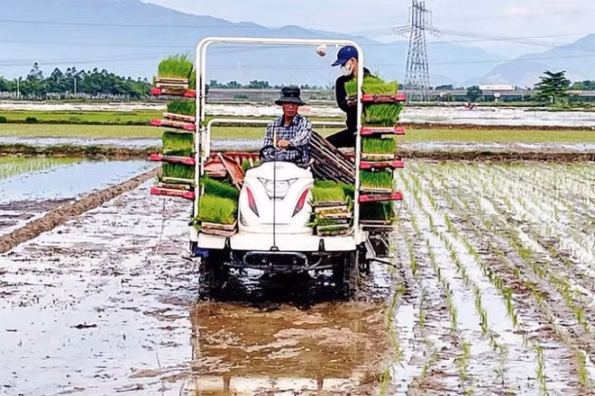 Sau nhiều năm thâm canh, nhiều vùng đất lúa đang bị suy thoái, đòi hỏi những giải pháp phục hồi và gìn giữ sức khỏe đất-nền tảng cho sản xuất bền vững. (Ảnh: minh họa, nhandan.vn)