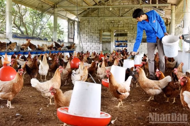 Theo báo cáo của Bộ Nông nghiệp và Môi trường 8 tháng đầu năm 2025, đàn gia cầm tăng 3,6%.