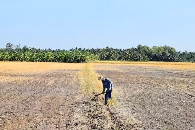 Hạn hán ở đồng bằng sông Cửu Long. (Ảnh: NGUYỄN SỰ)