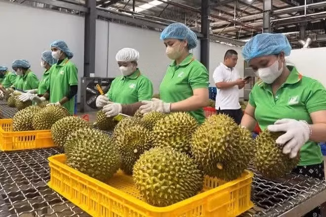 Hệ thống truy xuất nguồn gốc nông sản chính thức vận hành, hình thành nền tảng dữ liệu thống nhất trên phạm vi cả nước.