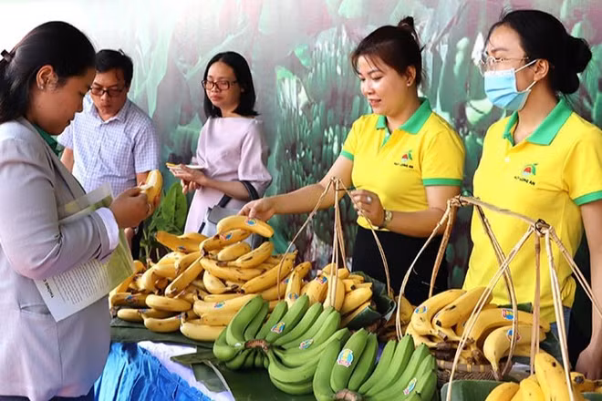 Chuối hiện là một trong những cây ăn quả chủ lực của Việt Nam.