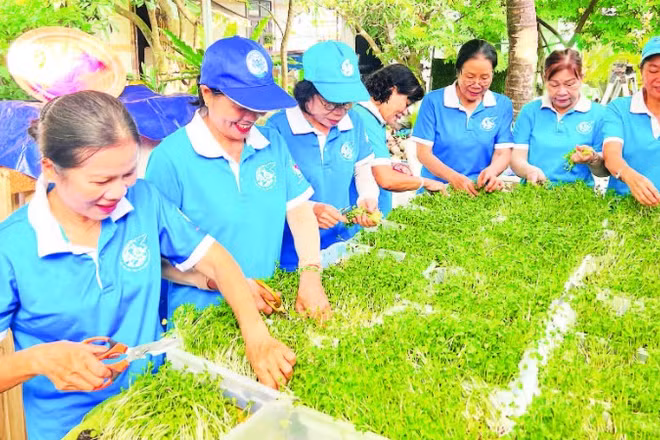 Chị em phụ nữ khu phố Bình Khởi (phường Sơn Đông, tỉnh Vĩnh Long) trồng rau mầm sạch gây quỹ thực hiện công tác thiện nguyện tại địa phương. 