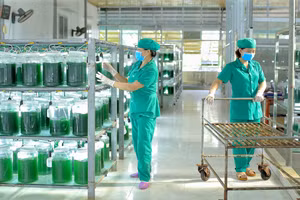 Sản phẩm tảo xoắn Nghệ An của Công ty Vastcom đạt top 10 thương hiệu uy tín hàng đầu Việt Nam năm 2024. (Nguồn: VASTCOM)