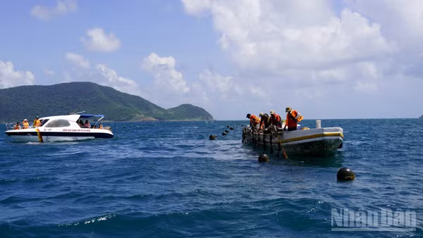 Khảo sát nuôi ngọc trai tại Côn Đảo. (Ảnh: Lê Đình Thìn)