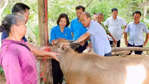 Liên đoàn Lao động tỉnh Thái Nguyên trao trâu giống hỗ trợ cho hộ nghèo tại xã Phong Quang. (Ảnh: THU HUỆ)