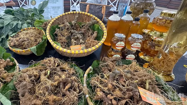 Doanh nghiệp, nhà vườn trưng bày, mua bán sâm Ngọc Linh tại các lễ hội, phiên chợ do thành phố Đà Nẵng tổ chức. (Ảnh: ĐÔNG HUYỀN)