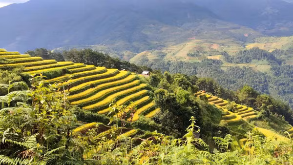 Tỉnh Lào Cai đang tích cực kết nối những vùng ruộng bậc thang nổi tiếng của mình thành một tuyến du lịch chung. (Ảnh: Duy Doanh)