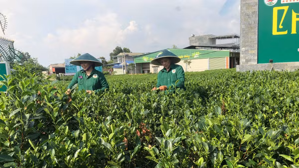 Hợp tác xã chè Hảo Đạt (Thái Nguyên) ứng dụng chuyển đổi số vào một số công đoạn sản xuất. (Ảnh: BẢO HÂN)
