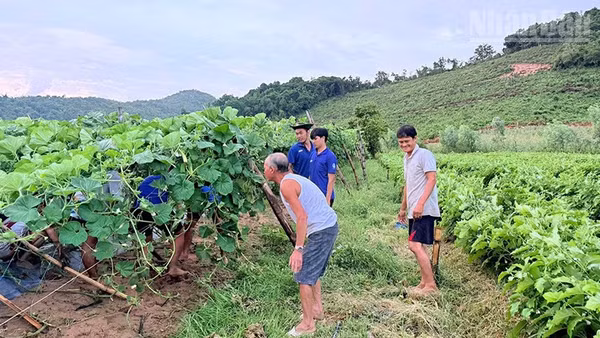 Các chiến sĩ Chiến dịch Mùa hè xanh 2026 của Trường đại học Sư phạm Thể dục Thể thao Thành phố Hồ Chí Minh hỗ trợ người dân dựng lại vườn bầu bị hư hỏng, ngã đổ do ảnh hưởng của thiên tai. (Ảnh: PHÚC THẮNG)