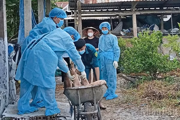 Lực lượng chức năng tiến hành tiêu hủy lợn bị bệnh. (Ảnh: CTV)