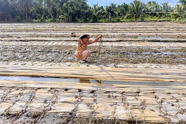 Chị Nguyễn Thị Trúc bên ruộng dưa tan hoang của mình. (Ảnh: BÁ DŨNG)