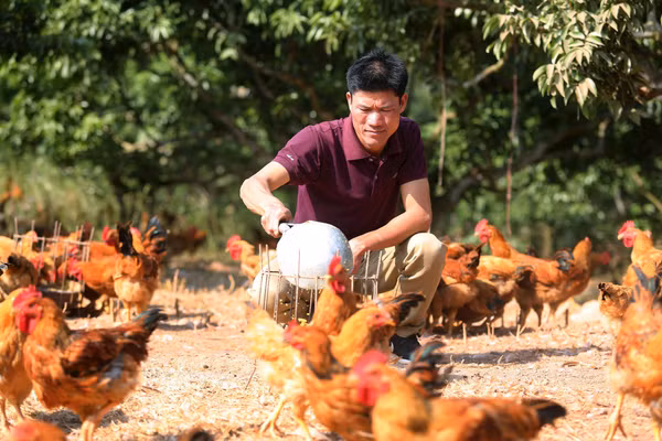 Người nông dân Bắc Ninh nuôi trang trại gà nhờ vay ngân hàng chính sách. Ảnh: Thành Đạt