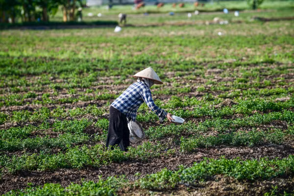 Cần nhiều biện pháp chuyên nghiệp hóa lĩnh vực trồng trọt. Ảnh: Thành Đạt