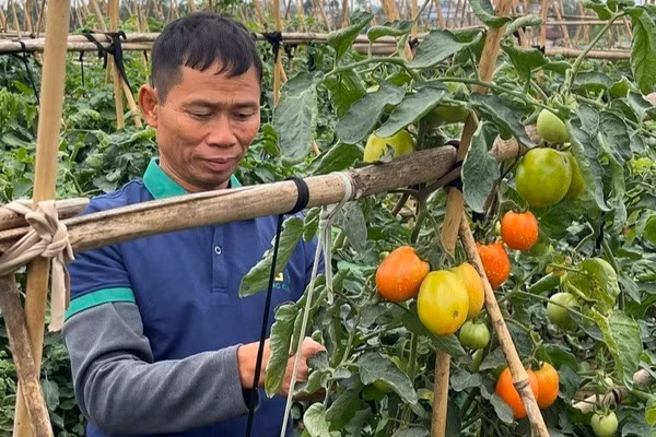 Không ít hợp tác xã, nông hộ đầu tư nông nghiệp sạch, nhưng khó tiếp cận thị trường.