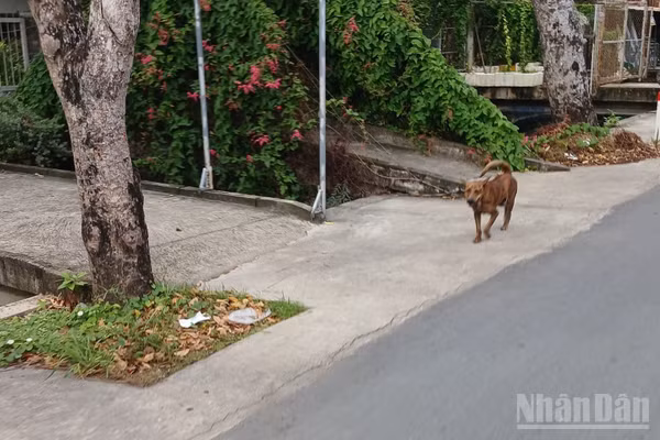 Một con chó thả rông ngoài đường trên địa bàn tỉnh Đồng Tháp.