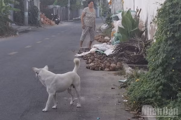 Một con chó thả rông trên địa bàn phường Mỹ Phong, tỉnh Đồng Tháp. (Ảnh: NGUYỄN SỰ)
