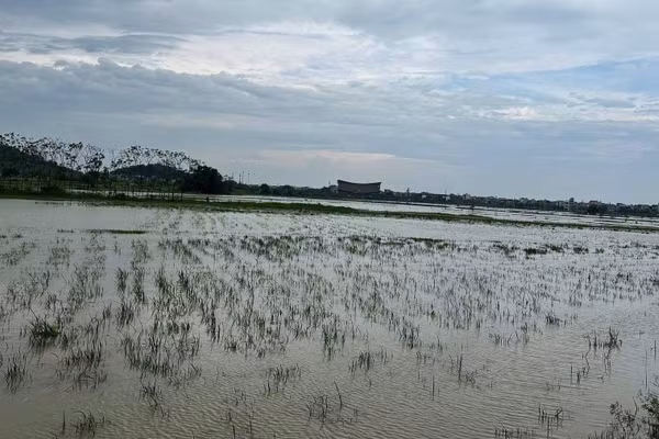 Hơn 5.400ha lúa tại Bắc Ninh ngập sâu trong nước. (Ảnh: A.T)