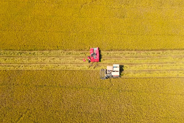 Thu hoạch lúa bằng máy gặt đập liên hợp trên cánh đồng tại Tây Ninh, hướng tới nâng cao tỷ lệ sản xuất nông nghiệp ứng dụng công nghệ cao trên địa bàn tỉnh. Ảnh: TTXVN
