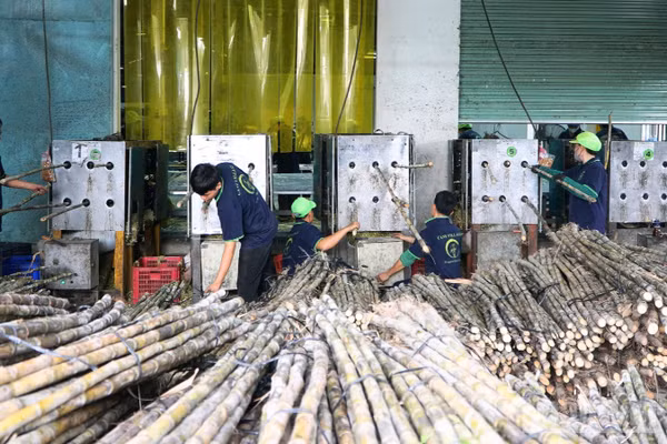 Xã Tân Phước Hưng, với hơn 1.600ha mía và là một trong những vùng nguyên liệu quan trọng của thành phố Cần Thơ. (Ảnh: VĂN ÚT)