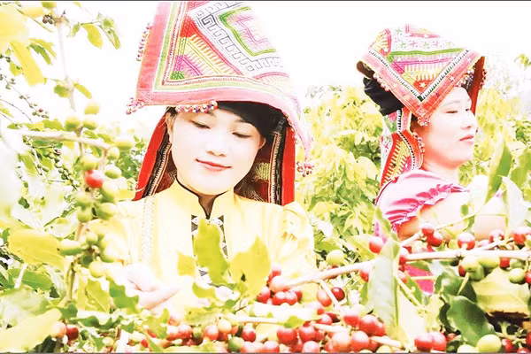 Diện tích vùng trồng cà-phê Arabica ở Sơn La đang có 33.628 ha. Ảnh: Minh Thu