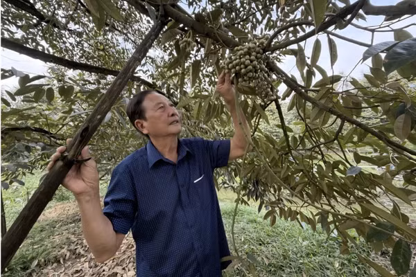 Ông Lê Văn Sáu bên vườn sầu riêng. Ảnh: Tấn Phong