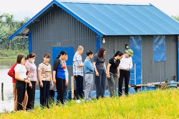 Khách tham quan mô hình “cánh đồng xanh 3 không” của gia đình ông Lưu Văn Vọng.. Ảnh: Thu Thủy