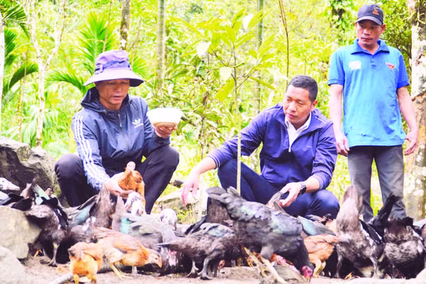 Thầy giáo Phạm Quang Hướng (giữa) hướng dẫn các hộ ở thôn 4, xã Trà Tập chăn nuôi gà.