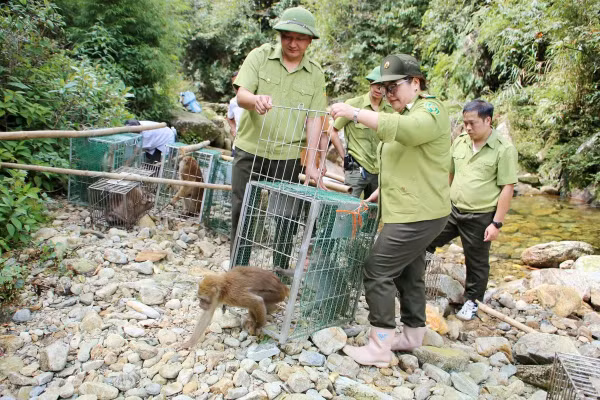 Vườn Quốc gia Hoàng Liên tái thả 46 cá thể động vật hoang dã thuộc 10 loài về tự nhiên, góp phần phục hồi quần thể, bảo tồn nguồn gen và đa dạng sinh học. 