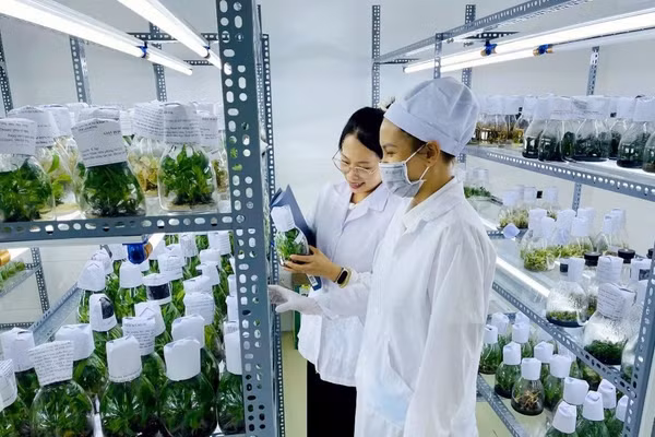 Lưu giữ nguồn gen cây giống cấy mô tại Trung tâm Đổi mới sáng tạo và chuyển đổi số tỉnh Lâm Đồng.