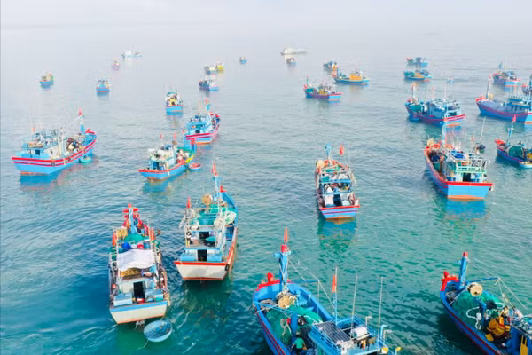 Tỉnh Quảng Ngãi định hướng phát triển đội tàu khai thác hải sản bền vững. Ảnh: NT