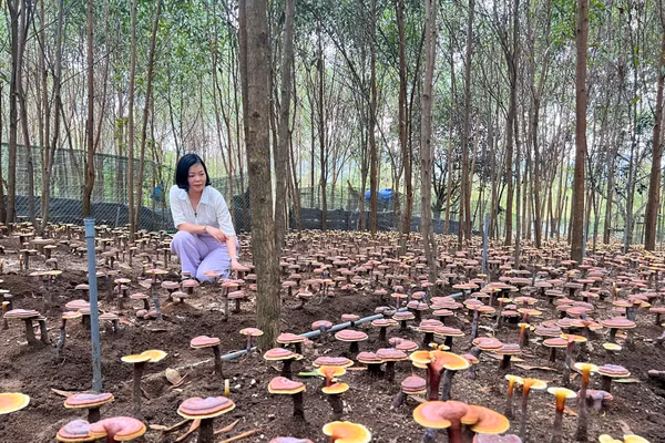 Mô hình trồng nấm linh chi đỏ dưới tán keo do TS Hà Thị Thu Huế cùng nhóm nghiên cứu triển khai đã thu hút hơn 20 hộ dân tham gia. Ảnh VNU.