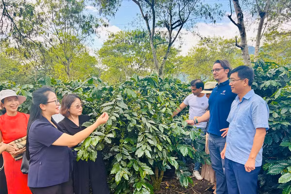 Công ty cổ phần cà- phê Detech, Tập đoàn Neumann Kaffee Gruppe thăm vùng nguyên liệu tại xã Mường Ảng, tỉnh Điện Biên.